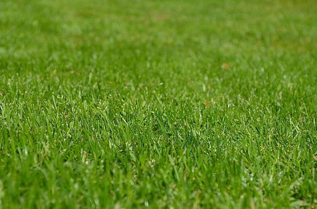Çim Ekme Rulo Çim